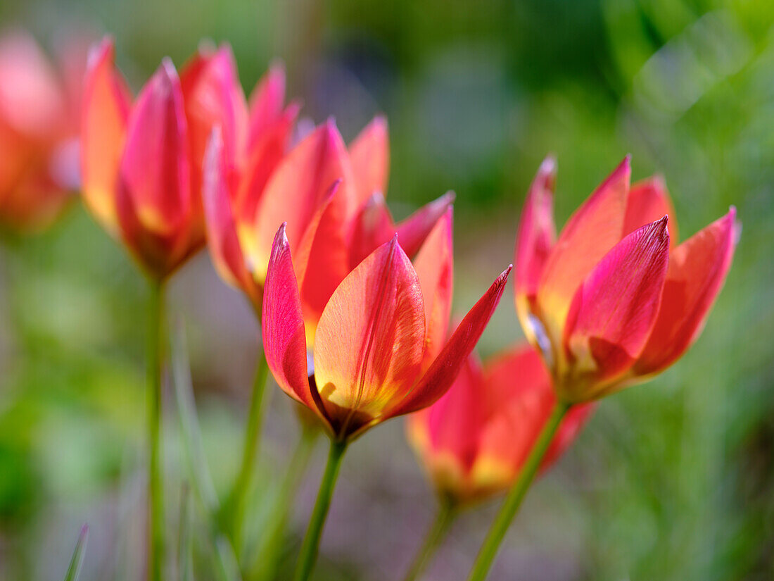 Tulip (Tulipa) variety Little Princess. Germany