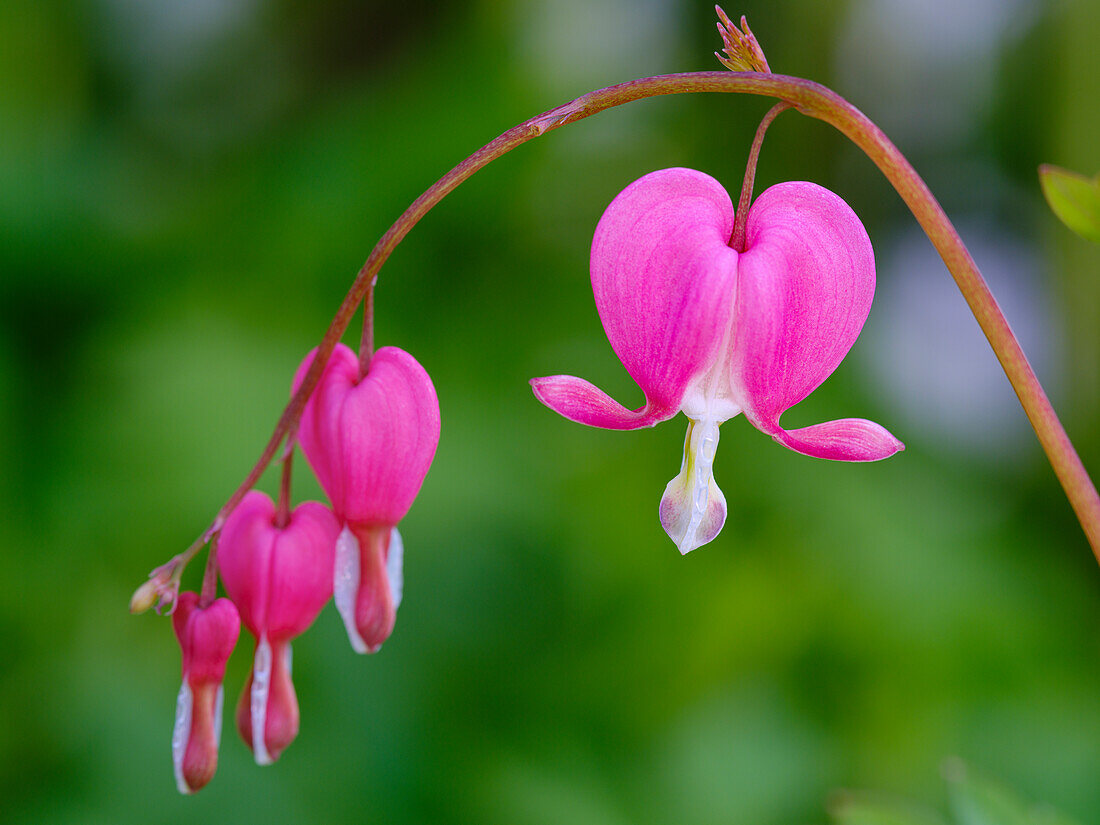 Blutendes Herz (Lamprocapnos spectabilis). Deutschland