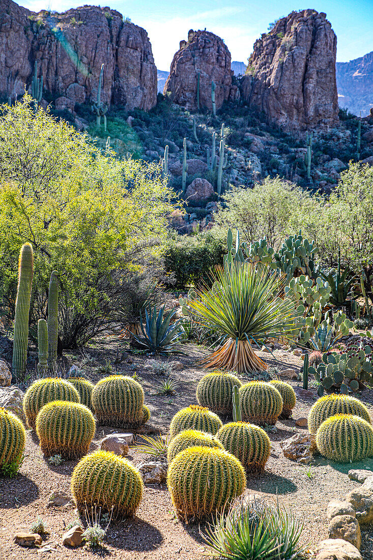 Arizona, USA. Saguaro-Kaktus