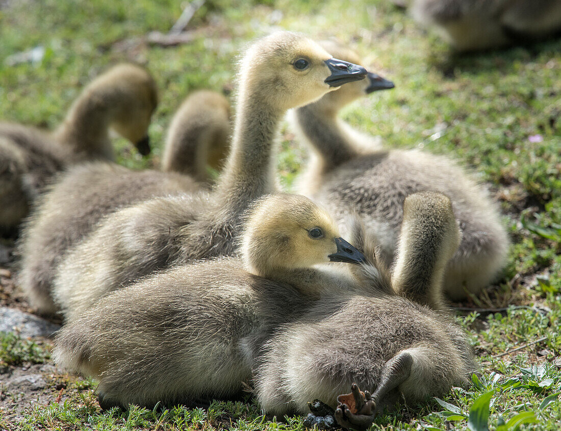 Canada geese goslings huddling together.