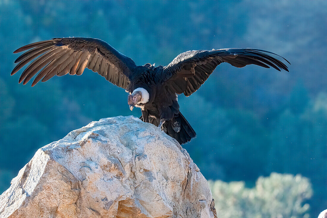 Die Flügelspannweite des Andenkondors misst von Flügelspitze zu Flügelspitze drei Meter.