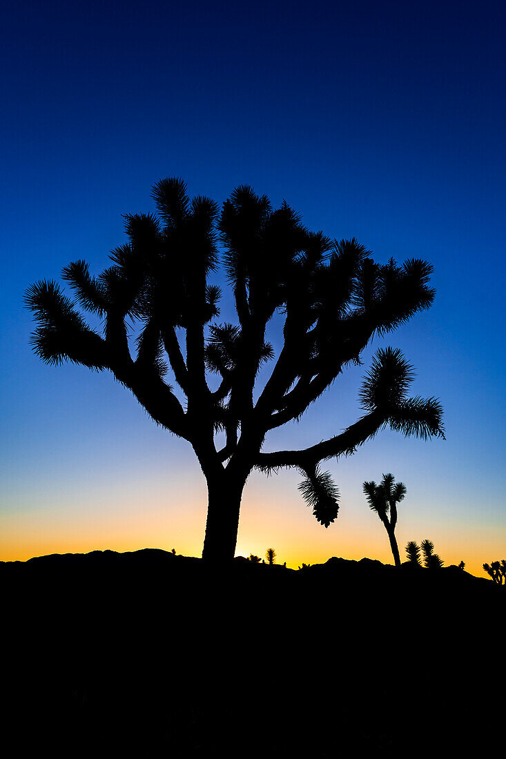 Joshua trees at sunset, Joshua Tree National Park, California, USA