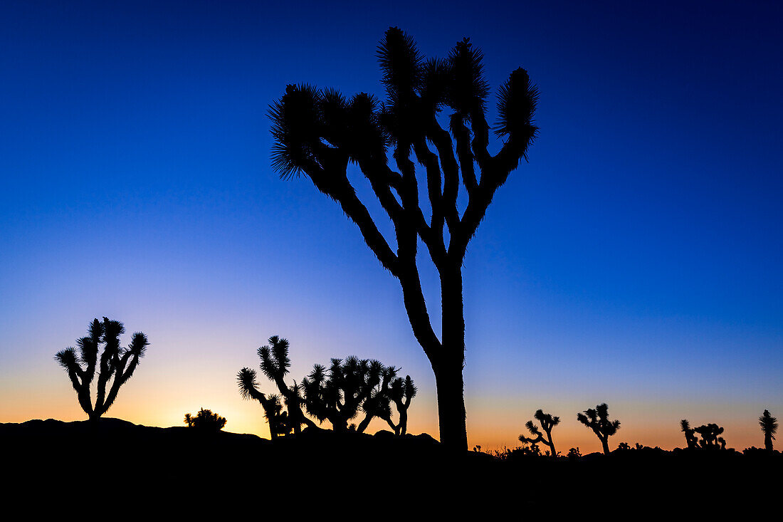 Joshua trees at sunset, Joshua Tree National Park, California, USA