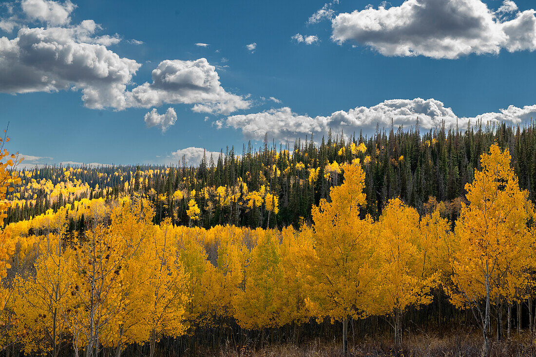 Fall aspens and conifers create a medley on this Colorado hillside, Colorado.