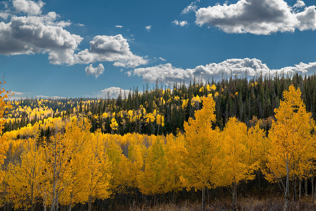 Herbstapfelbäume und Nadelbäume bilden eine Mischung an diesem Hang in Colorado, Colorado.