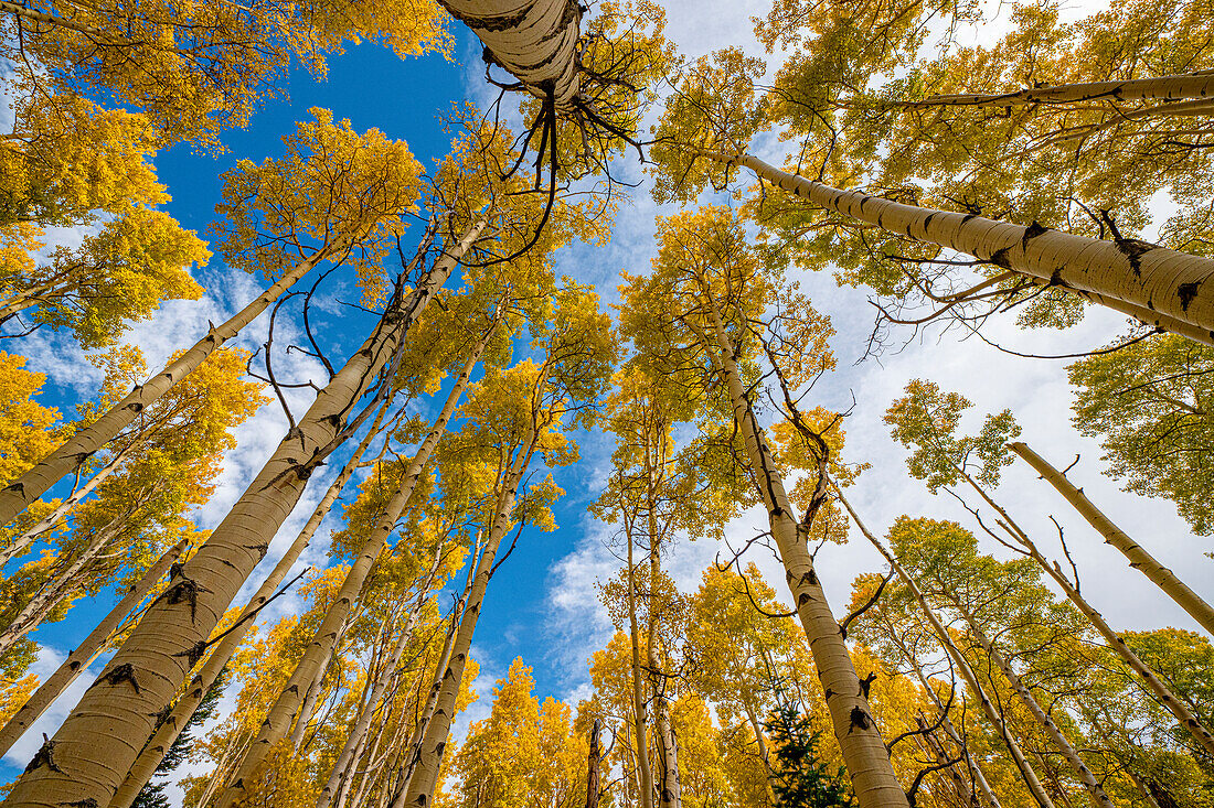 Aspen grove in fall, in the Rockies, Colorado, USA.