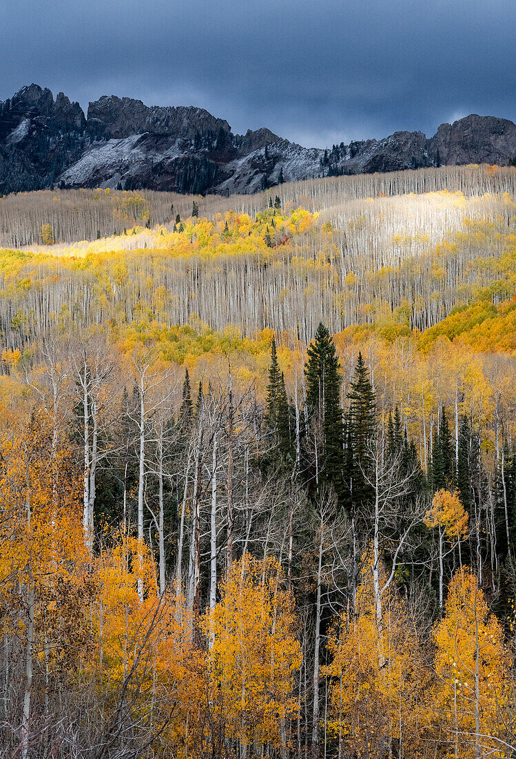 USA, Colorado. Light dappled Aspen forests, Kebler Pass, Gunnison National Forest