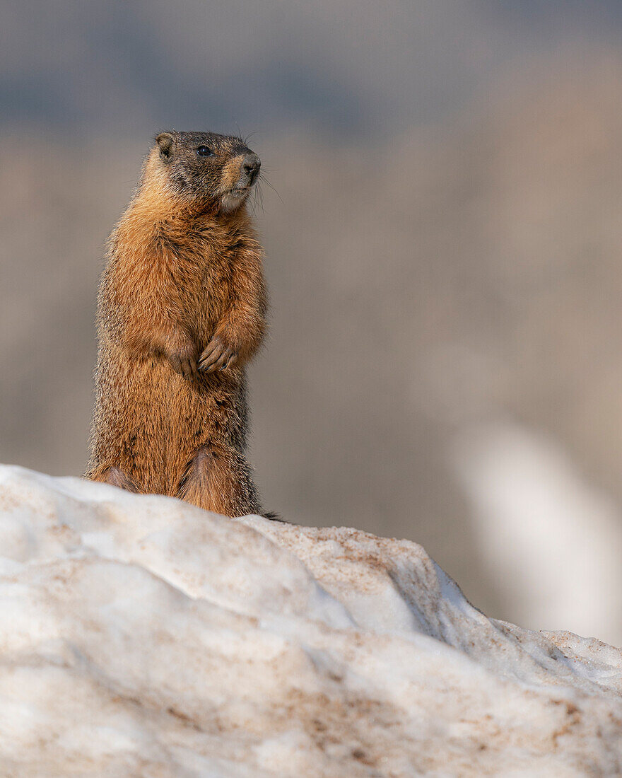 Yellow-bellied marmot, Mount Evans Wilderness, Colorado
