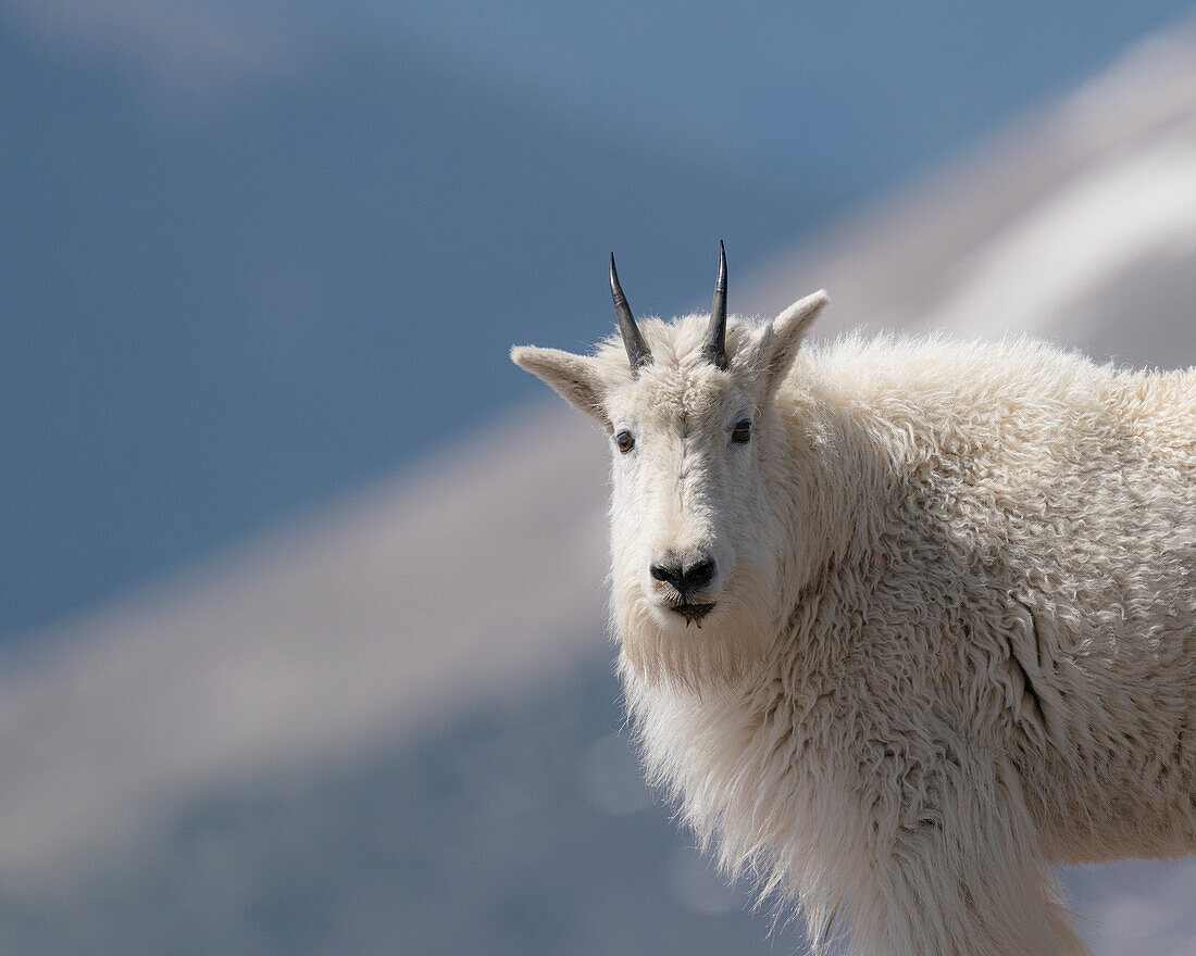 Bergziege, Rocky Mountain Ziege, Mount Evans Wilderness Area, Colorado