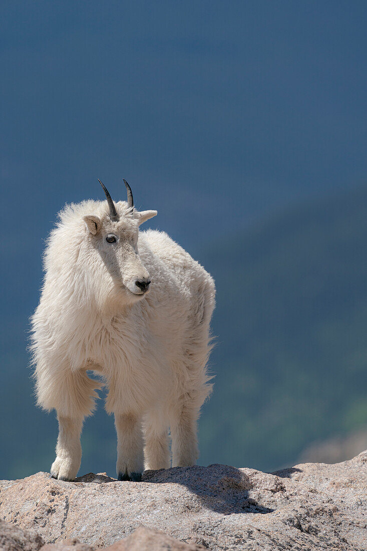 Steinbock auf Felsvorsprung, Mount Evans Wilderness Area, Colorado