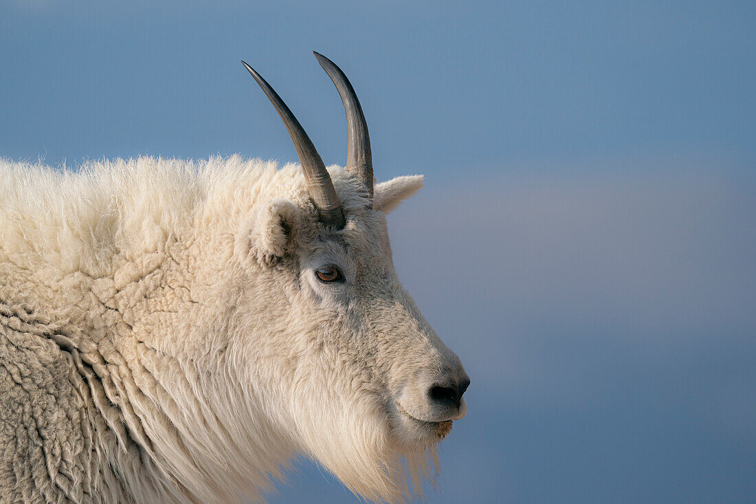 Rocky Mountain goat, Mount Evans Wilderness Area, Colorado