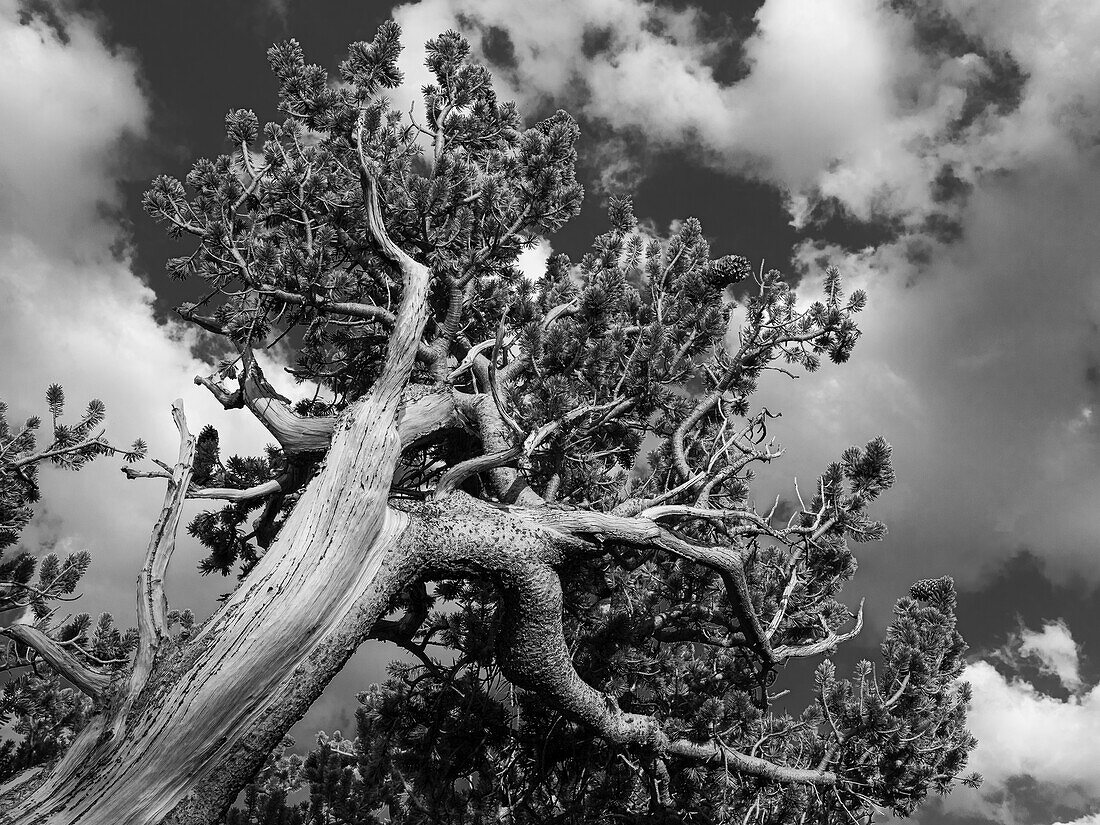 Ancient bristlecone pines, Mount Evans Wilderness Area, Colorado