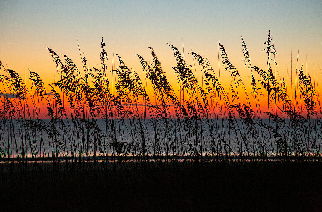 USA, Georgia, Tybee Island. Sunrise with silhouetted beach grass.