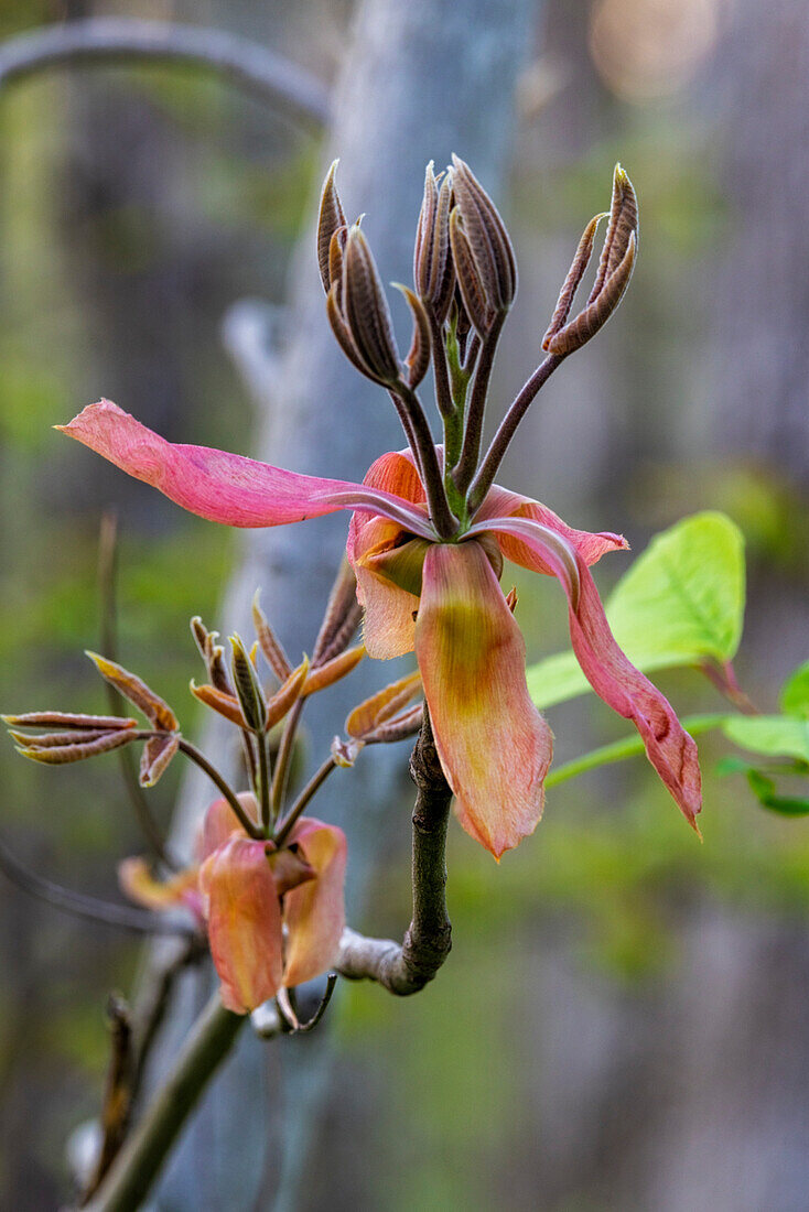 Shagbark hickory tree flowers In Starved Rock State Park, Illinois, USA