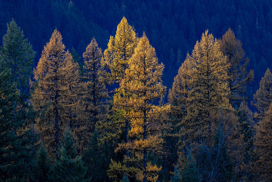 Beleuchtete Herbstlärchen im Kootenai National Forest, Montana, USA