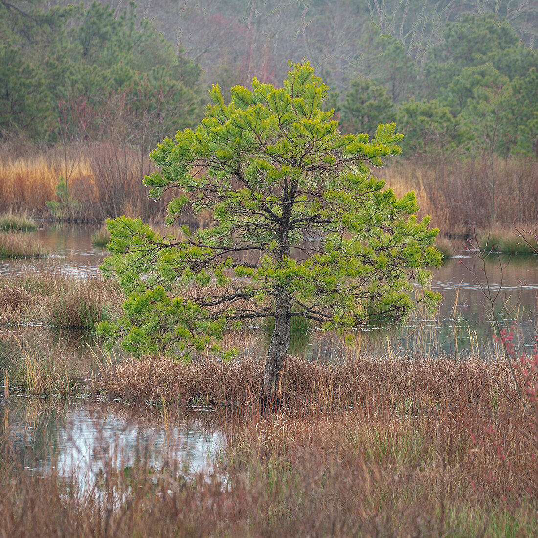 USA, New Jersey, Pine Barrens National Preserve. Pine trees in swamp.