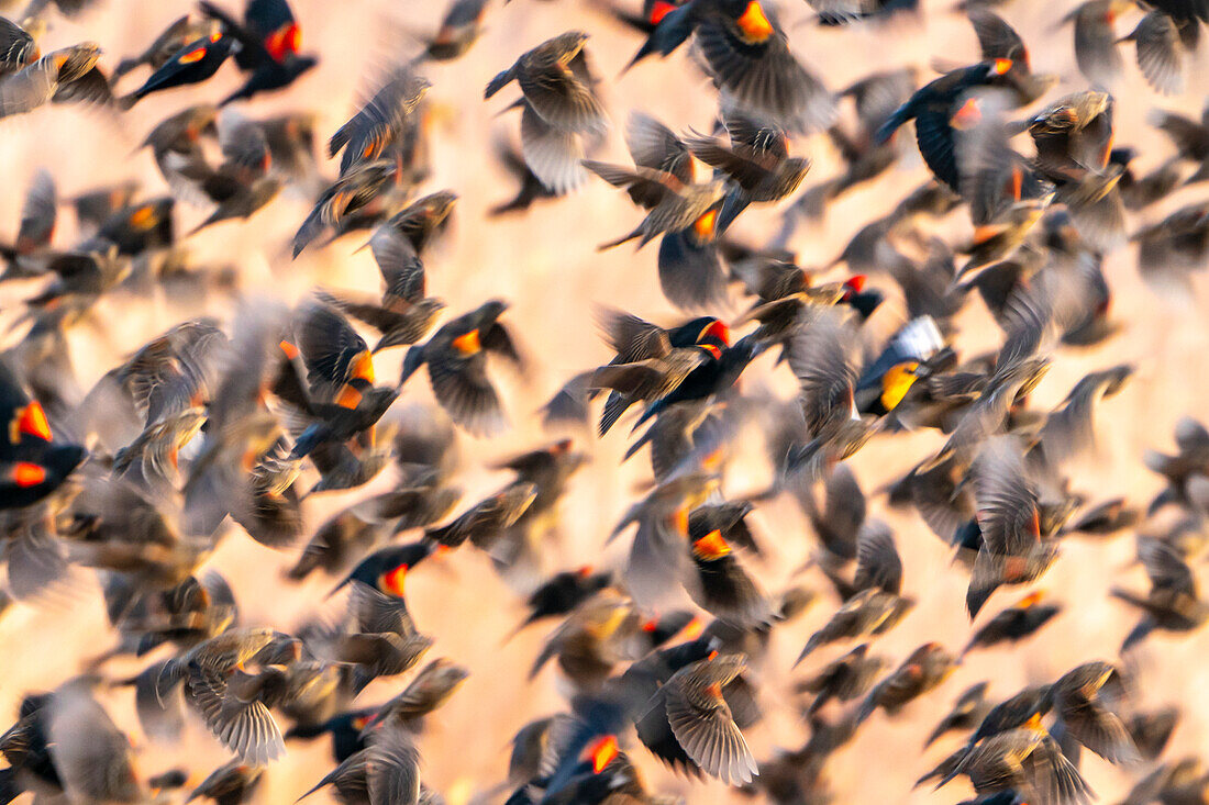 USA, New Mexico, Bosque Del Apache National Wildlife Refuge. Red-winged blackbird flock flying.