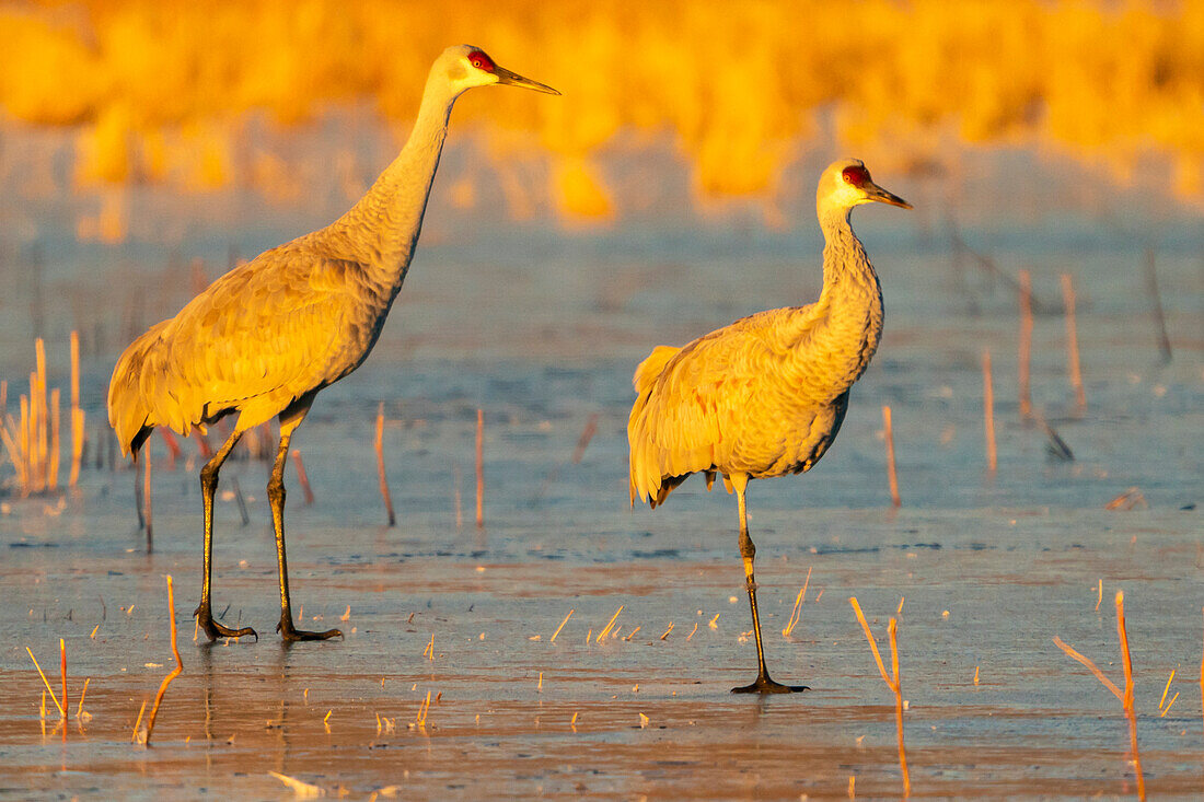 USA, Neu-Mexiko, Bosque Del Apache National Wildlife Refuge. Sandhügelkraniche laufen auf Eis.