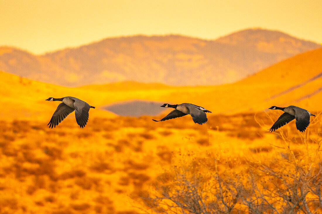 USA, New Mexico, Bosque Del Apache National Wildlife Refuge. Canada geese flying at sunrise.