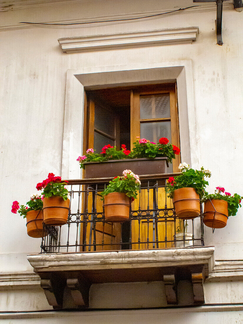 Ecuador, Quito. La Ronda Viertel szenisch von Blumentöpfen im Fenster.