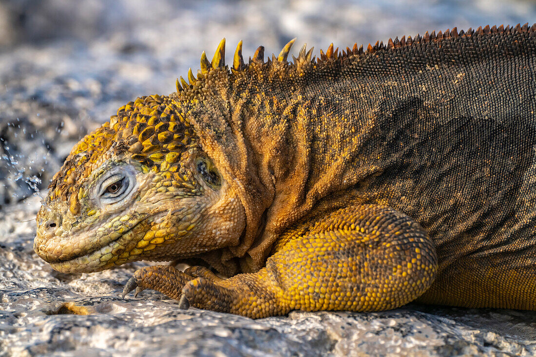 Ecuador, Galapagos National Park, South Plaza Island. Land iguana squirting salt through nostrils.