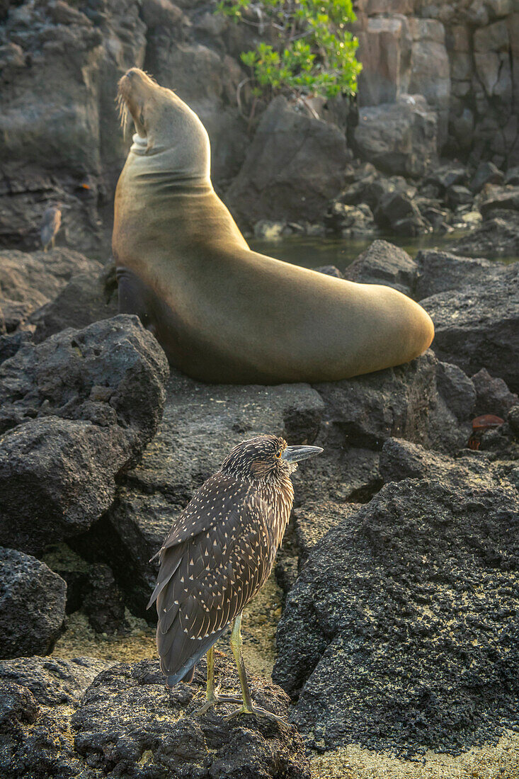 Ecuador, Galapagos-Nationalpark, Genovesa-Insel, Darwin-Bucht. Gelbscheitelreiher und Seelöwe auf Felsen.