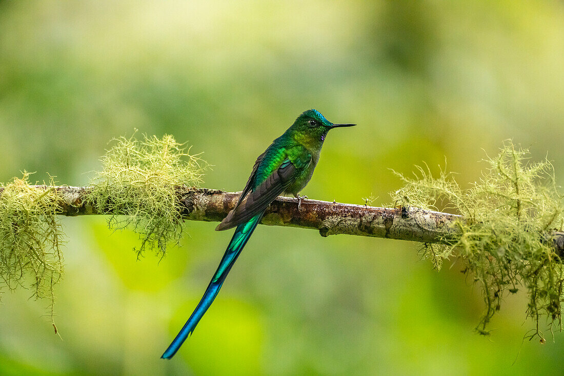 Ecuador, Guango. Langschwanzsylphenkolibri, Nahaufnahme.