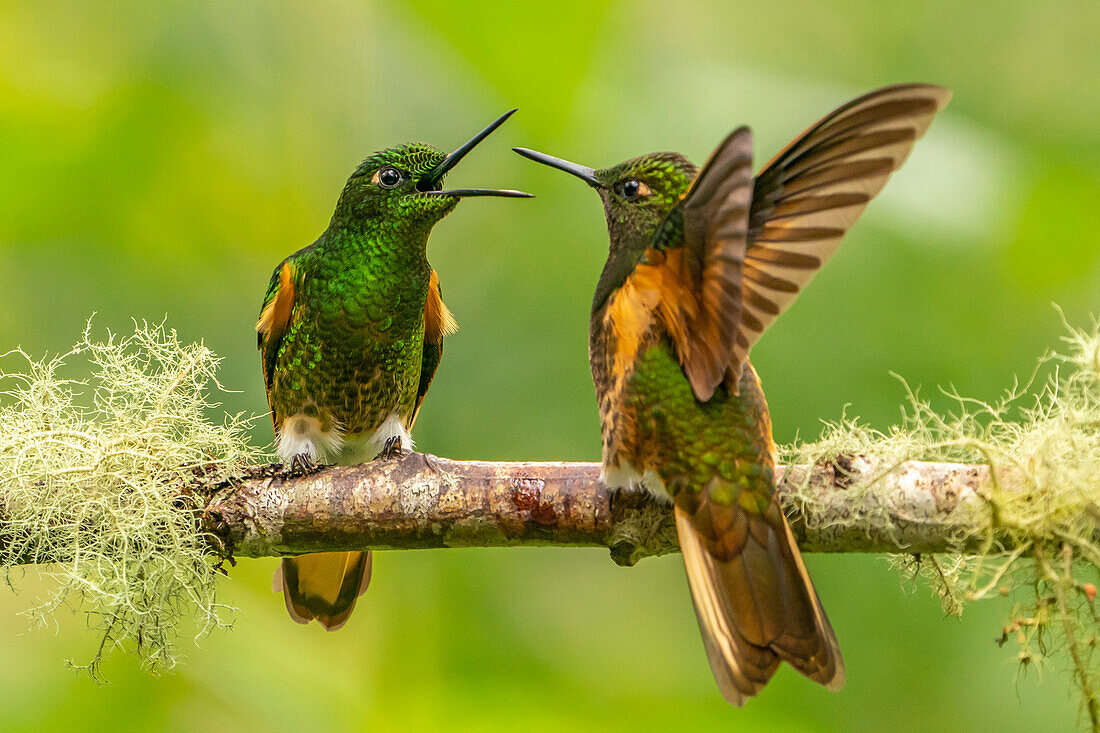 Ecuador, Guango. Buff-tailed coronet hummingbirds fighting.