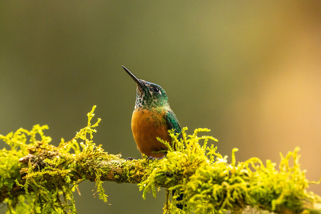 Ecuador, Guango. Langschwanzsylphenkolibri-Weibchen auf einer Stütze.