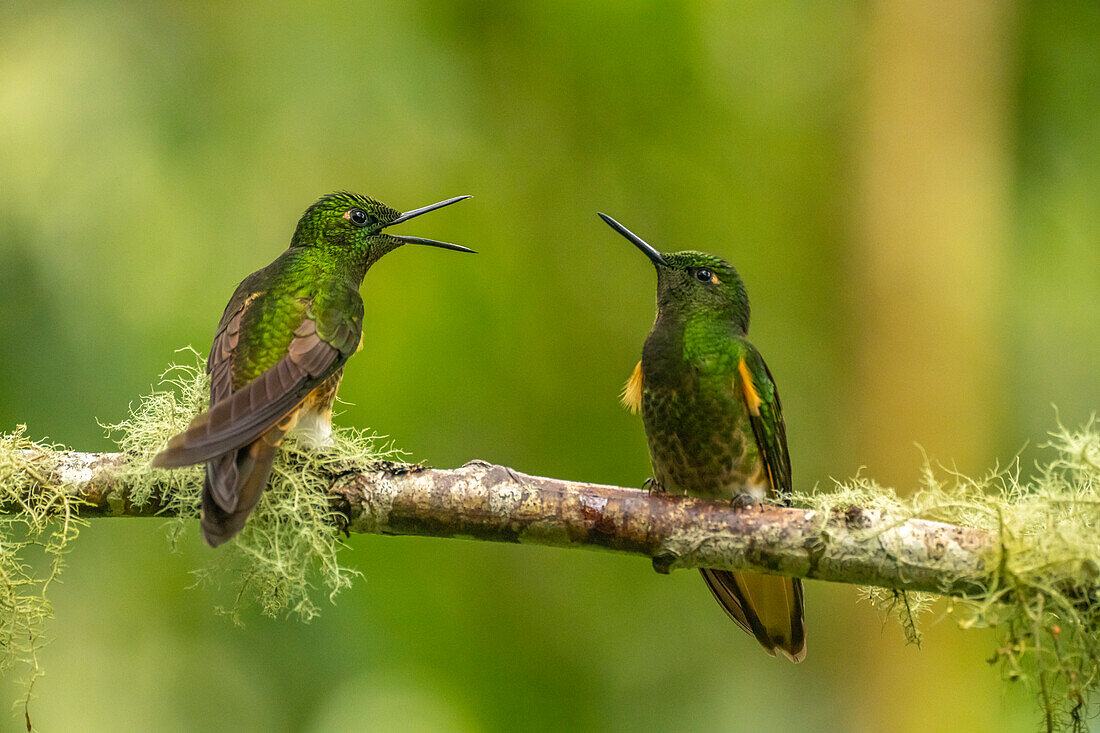 Ecuador, Guango. Buff-tailed coronet hummingbirds close-up.