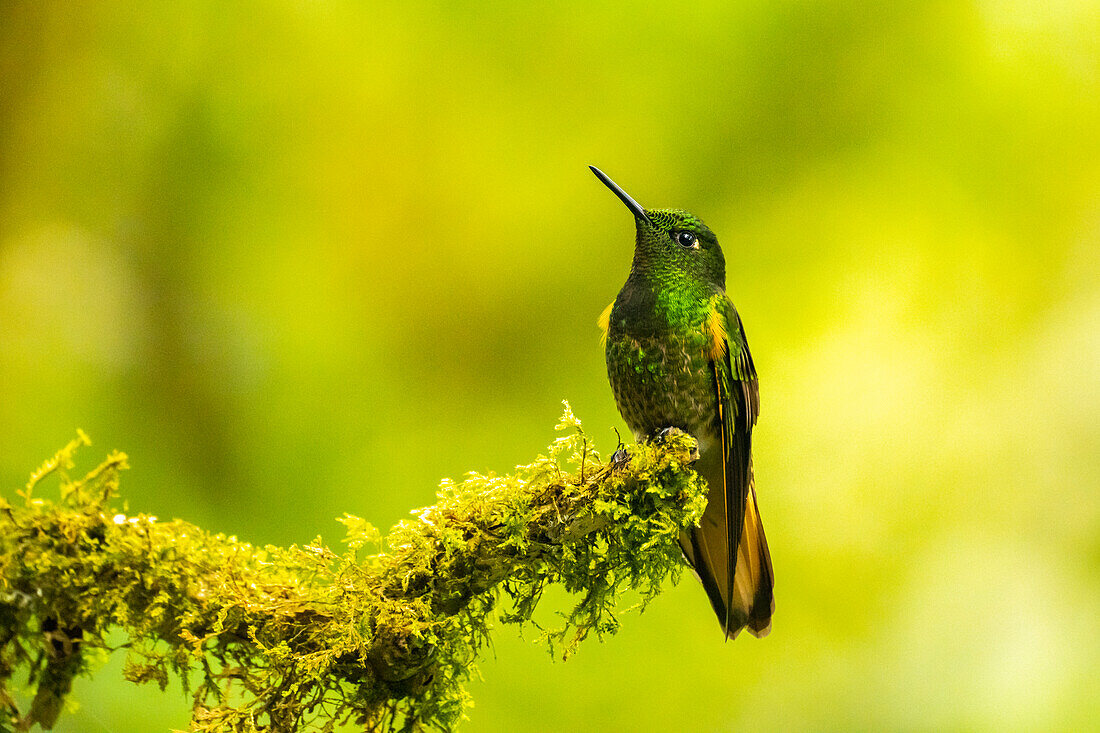 Ecuador, Guango. Buff-tailed coronet hummingbird close-up.