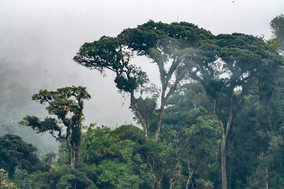 Ecuador, Guango. Wolken in Dschungellandschaft.