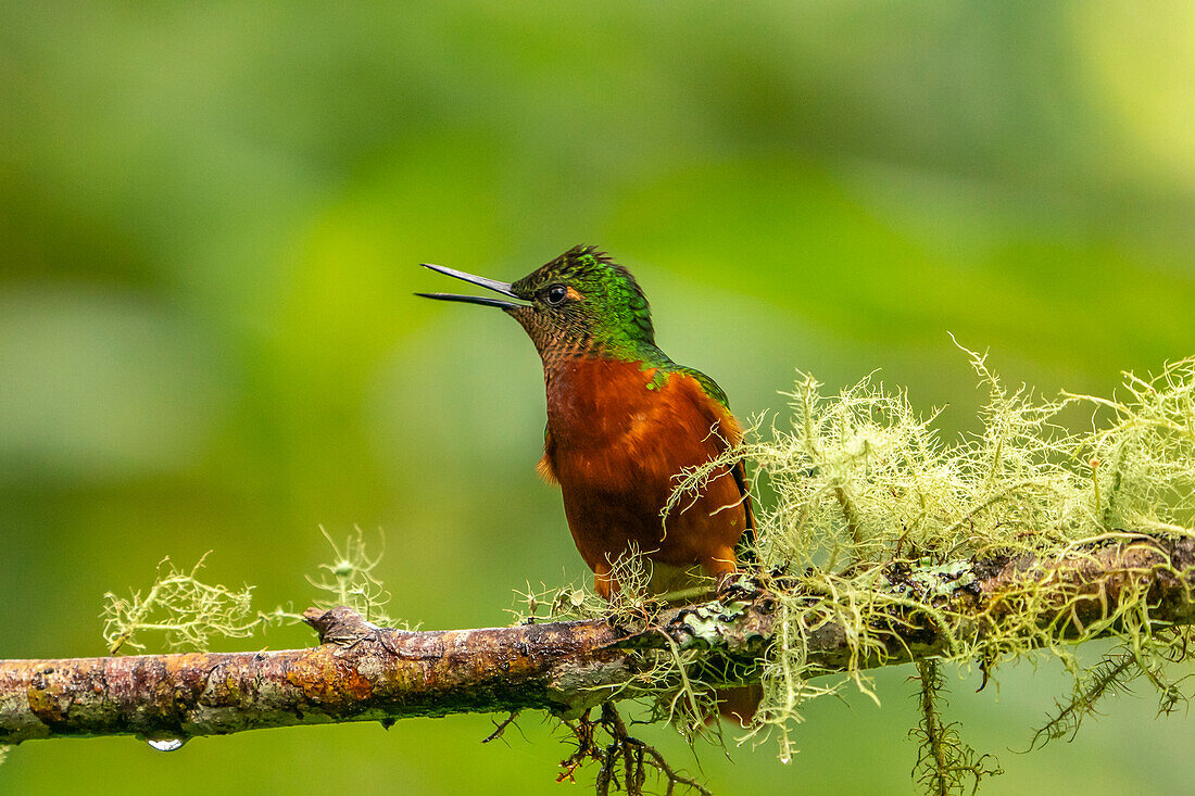 Ecuador, Guango. Kastanienbrust-Kronkolibri, Nahaufnahme.