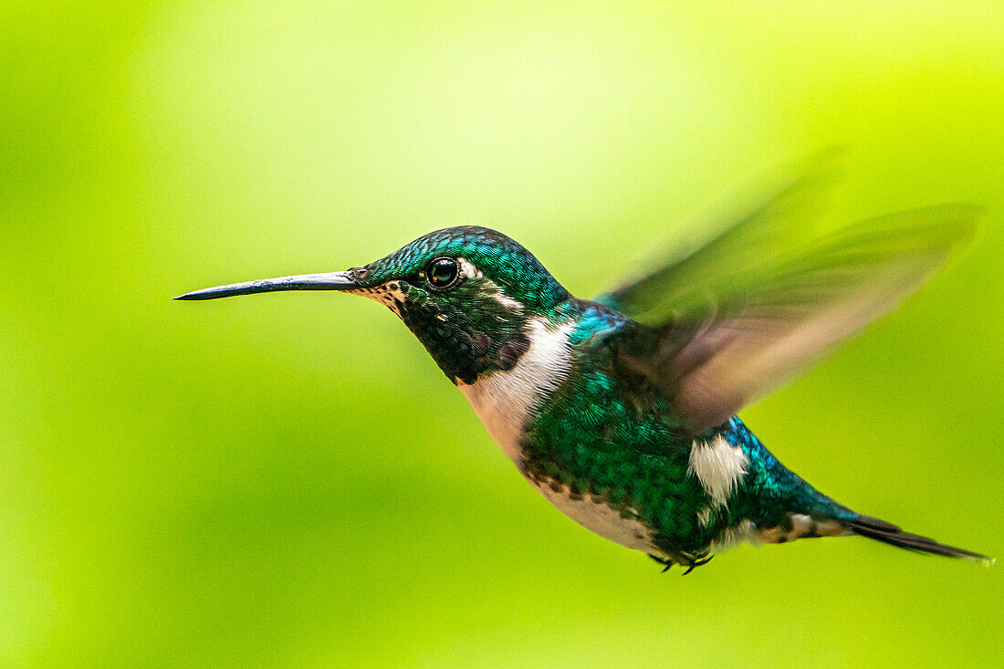 Ecuador, Guango. White-bellied woodstar hummingbird in flight.