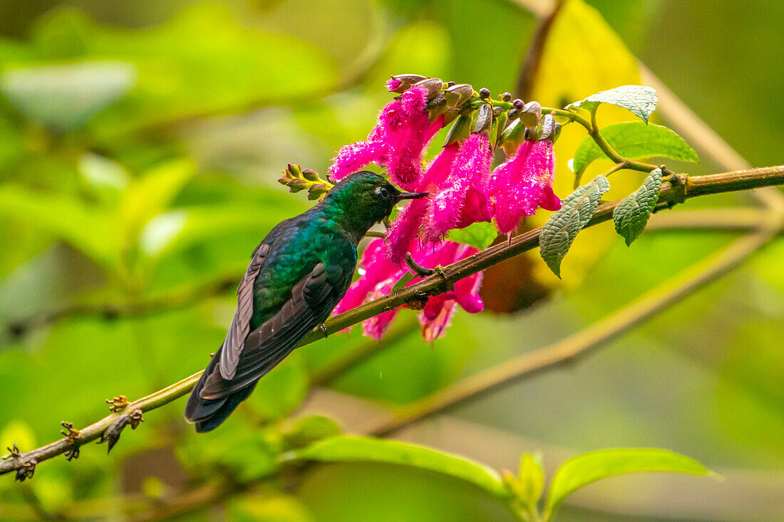 Ecuador, Guango. Tourmaline sunangel hummingbird feeding on flowers.