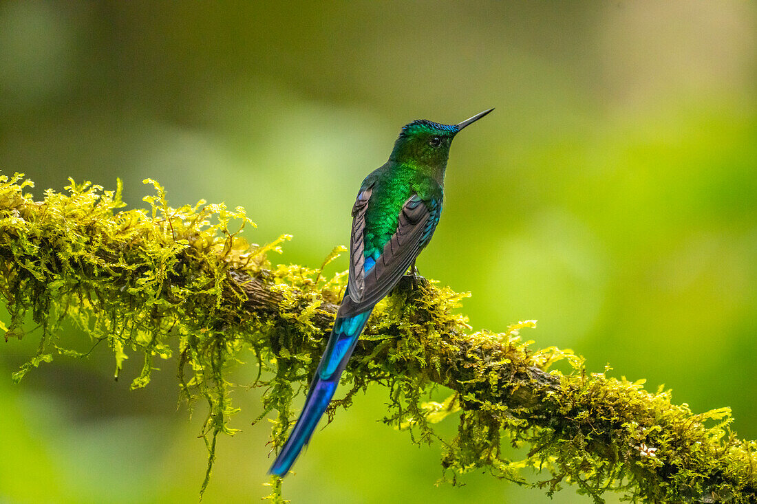 Ecuador, Guango. Long-tailed sylph hummingbird close-up.