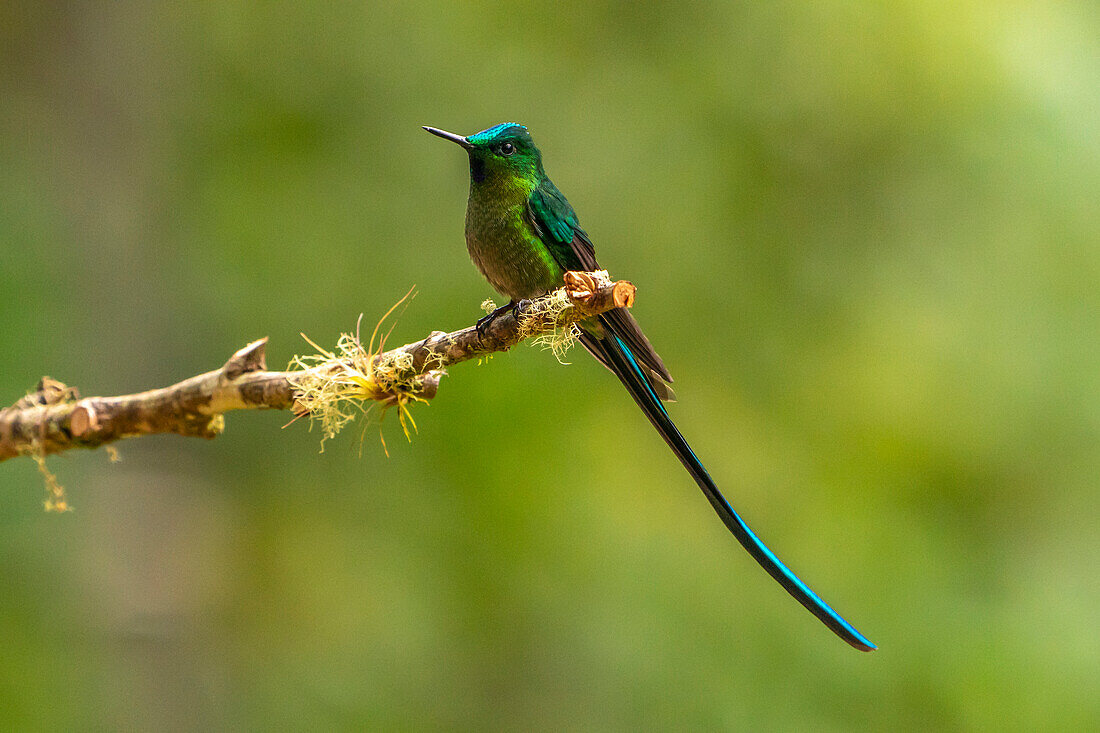 Ecuador, Guango. Langschwanzsylphenkolibri, Nahaufnahme.