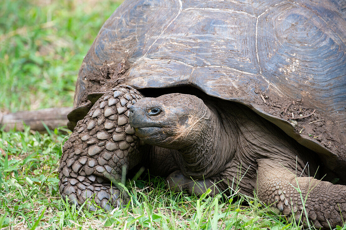 Ecuador, Galapagos, Santa Cruz Island, El Chato Ranch. Wild Galapagos Giant Tortoise dome-shaped tortoises.