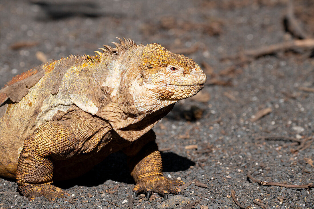 Ecuador, Galapagos, Isabela Island, Urbina Bay. Galapagos land iguana
