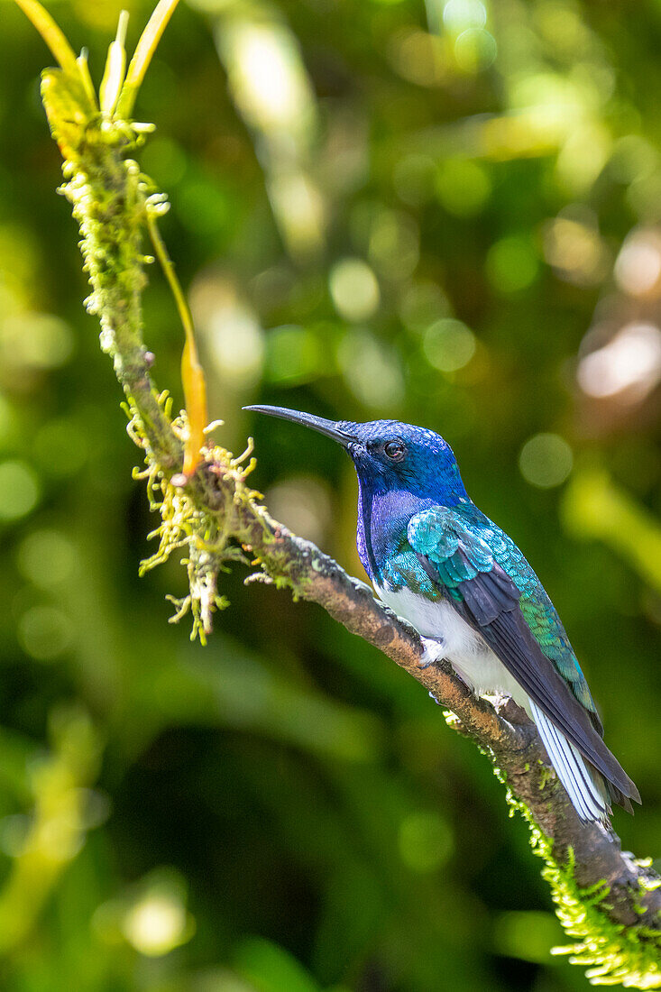 Ecuador, Tandayapa-Tal, Alambi-Reservat. Weißnacken-Jakobinenkolibri
