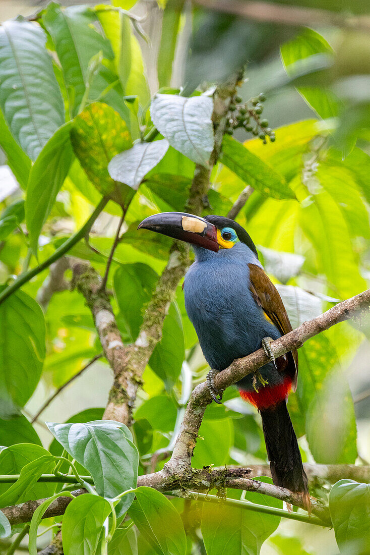 Ecuador, Tandayapa-Tal, Alambi-Reservat. Plattschnabeltukan, auch bekannt als Lamellenbergtukan.