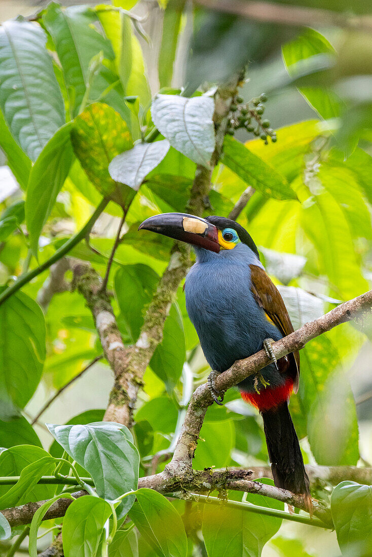 Ecuador, Tandayapa Valley, Alambi Reserve. Plate-billed mountain toucan, aka laminated hill-toucan.