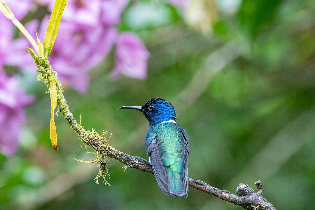 Ecuador, Tandayapa-Tal, Alambi-Reservat. Weißnacken-Jakobinerkolibri