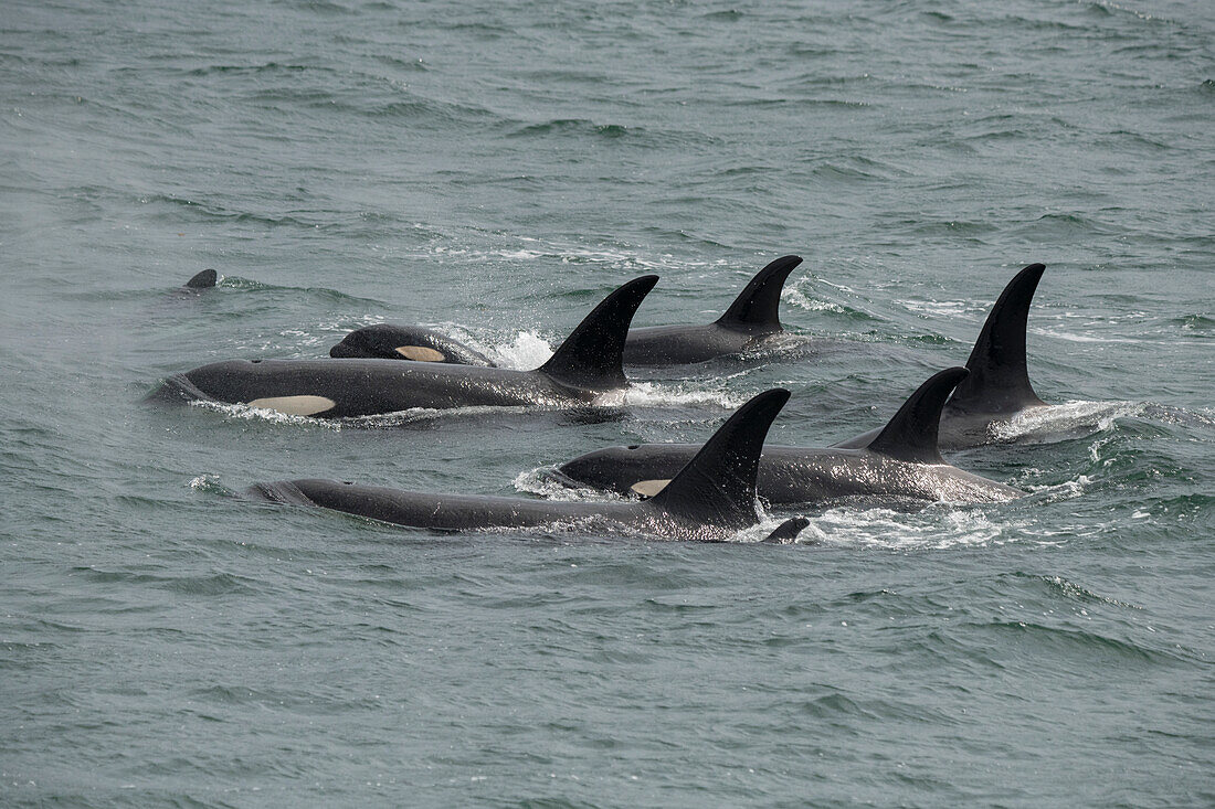 Big pod of orcas in Icy Strait a family unit.