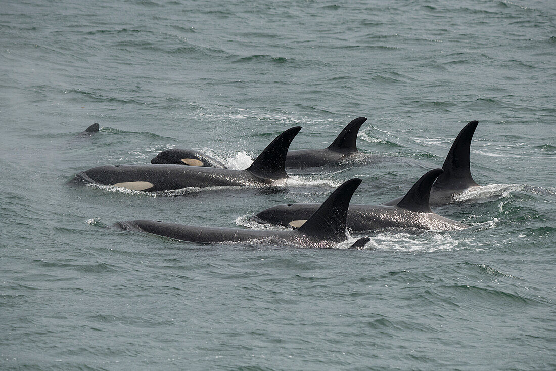 Eine große Gruppe von Orcas in der Icy Strait, ein Familienverband.