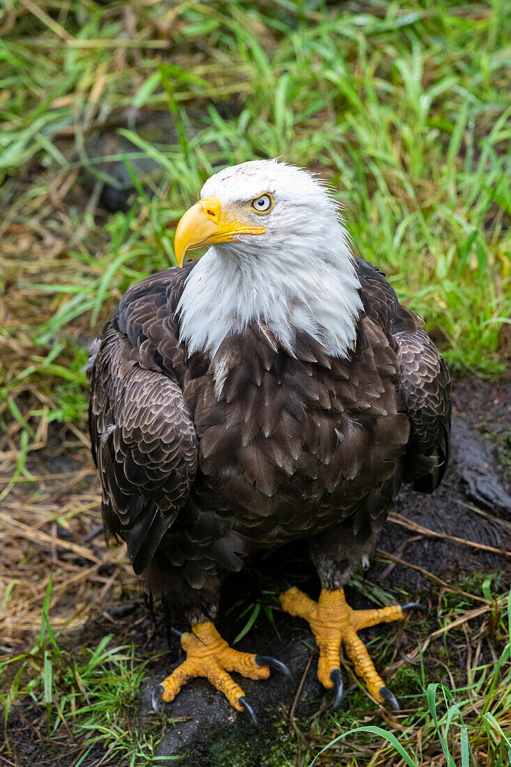 Alaska, Tongass National Forest, Anan Creek. Bald Eagle.