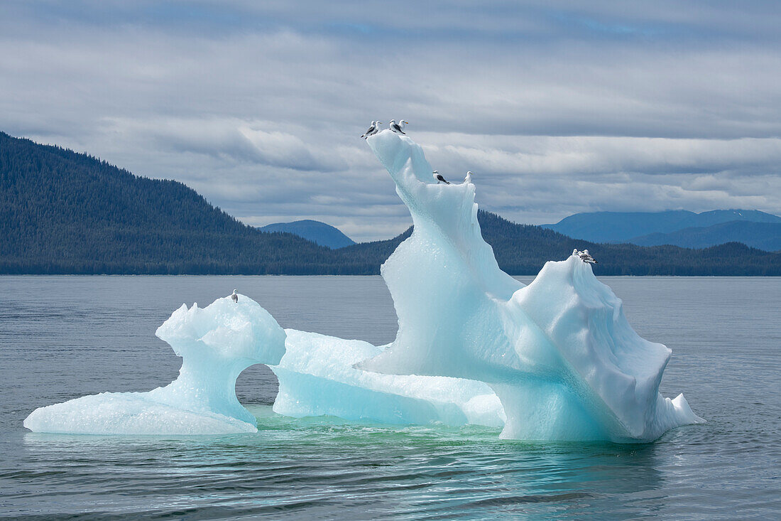 USA, Südost-Alaska, Inside Passage. Dreizehenmöwe auf Eisberg.
