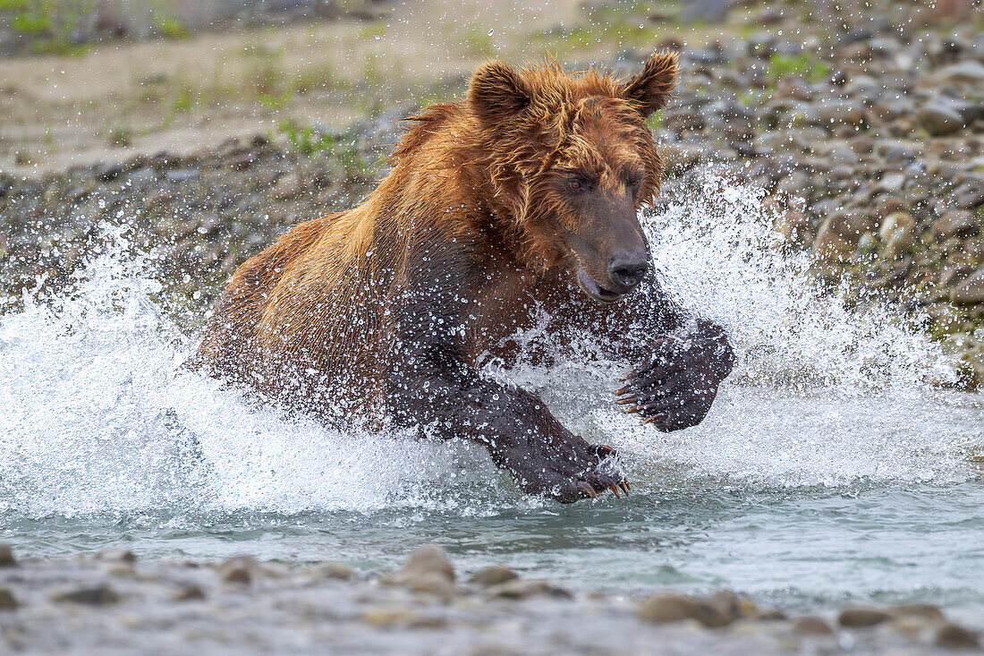 USA, Alaska. Ein Braunbär plätschert durch einen Bach auf der Jagd nach Lachsen.