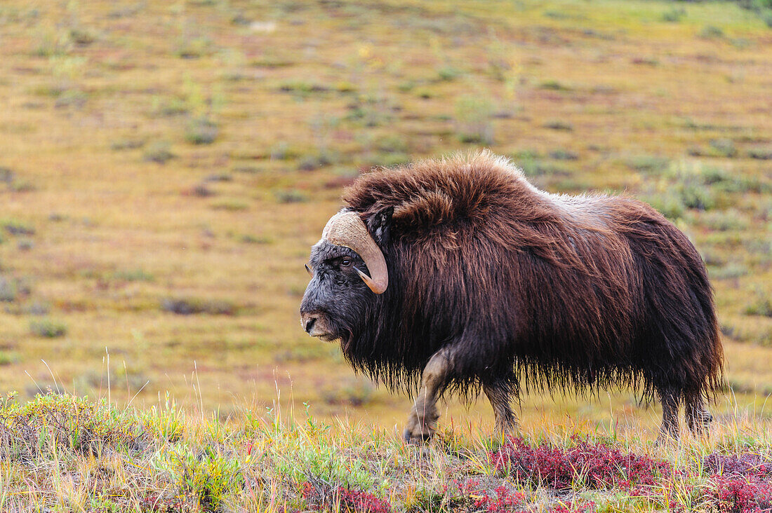 USA, Alaska, Noatak National Preserve. Bull Muskox on the arctic tundra.