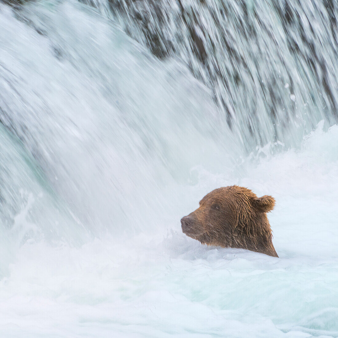 Alaska, Brooks Falls. Grizzly bear swims at the base of the falls.